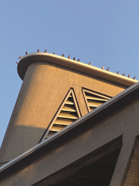 Birds on building.